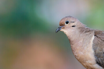 Eared Dove (Zenaida auriculata) - Pomba-de-bando