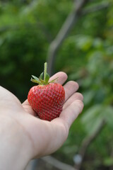 strawberry in hand