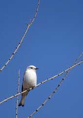 ave blanca en una rama