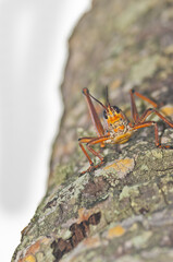 front view, close up of a grass hopper, climbing down a palm tree