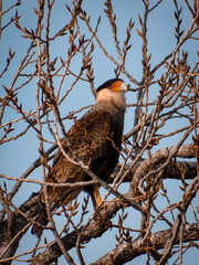 Pequeño halcón en un árbol