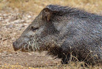 Porcupine stuck javelina