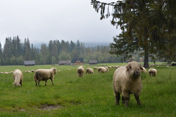 sheep in the field