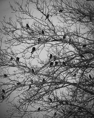 Grupo de aves sobre un árbol