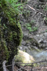 forest moss on the trunk of an old tree

