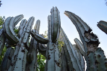 Cactus del occidente mexicano