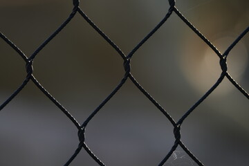 Fototapeta premium Lion Fence