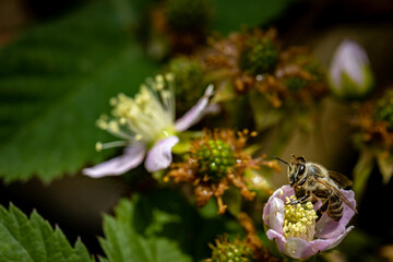 Bee on a white blackberry flower collecting pollen and nectar for the hive