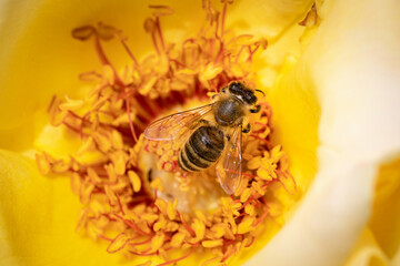Bee on a yellow rose gathering pollen and nectar