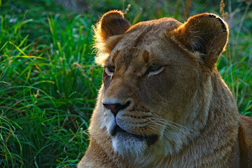 Sunset Lioness Closeup
