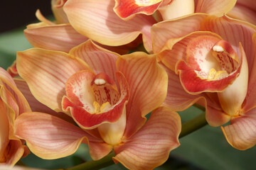 Hybrid Boat orchid (Cymbidium)