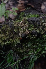 forest moss with a small red worm
