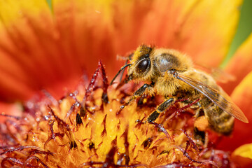 Bee on a orange flower collecting pollen and nectar for the hive