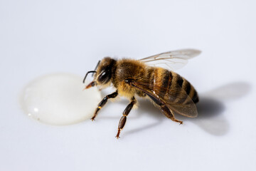 Healthy honey bee sucking a drop of honey