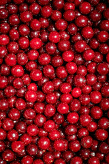 Background of ripe organic sour cherries in the sun