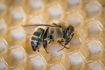 Macro image of a dead bee on a frame from a hive in decline, plagued by the Colony collapse disorder and other diseases