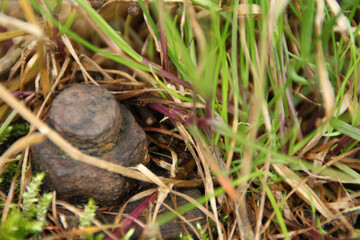 Rusty nut in gras