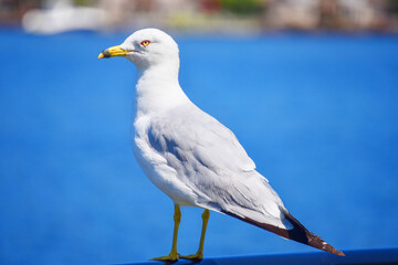 Seagull closeup