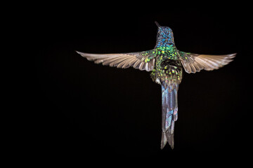 Hummingbird flying - black background © Luciano Queiroz