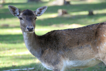 Reh sieht sich bei sommerlichem Wetter im wald um
