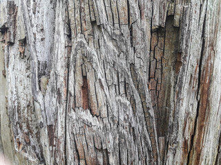 Texture - tree trunk bark (Landscape mode)