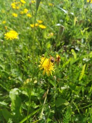 bee on flower