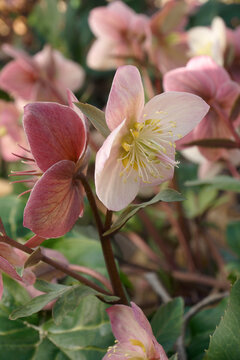 Merlin Lenten rose (Helleborus 'Coseh 810'). Known as Helleborus x ballardiae HGC Merlin also