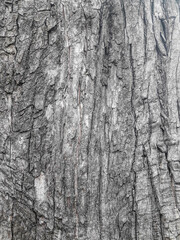 Texture - tree trunk bark (Portrait mode)