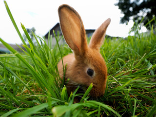 Red rabbit in the grass