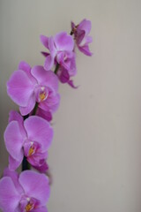 purple orchid 