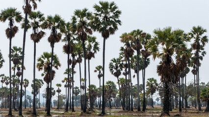Fototapeta na wymiar Palm trees in the fields