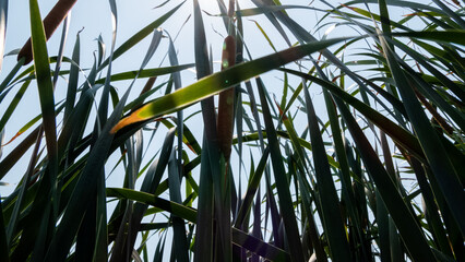 Obraz premium palm leaves of the sky