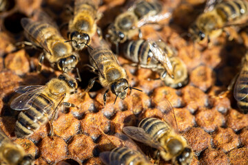Bees working on a frame in a healthy hive