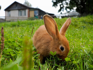 Red rabbit in the grass
