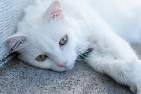 White Cat lying pet albin 