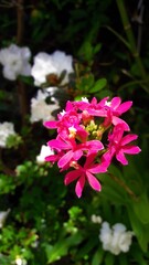 Pink flower