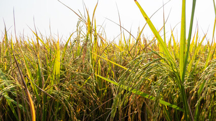 Green rice plant in the morning