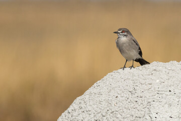 Gray Monjita (Xolmis cinereus) on termite mound