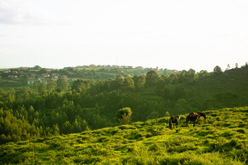 Wild horses in the hills of Cantabria, Spain