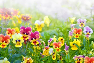 Fotobehang Closeup of colorful pansy flower © alenalihacheva