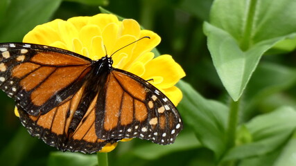 monarch butterfly on a flower.