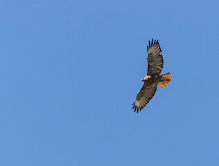 Red-tailed Hawk