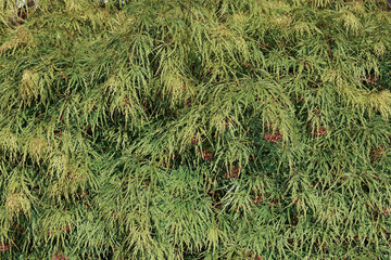 Japanese Maple (Acer palmatum). Called Smooth Japanese Maple also