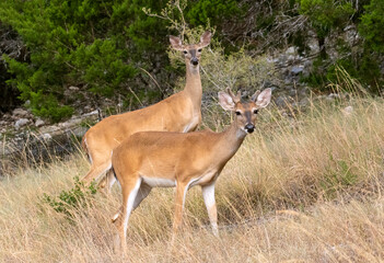 A Pair of White-tailed Deer