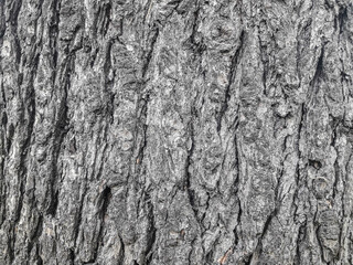 Texture - Tree Trunk Bark (Landscape mode)