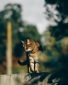 portrait of a cat