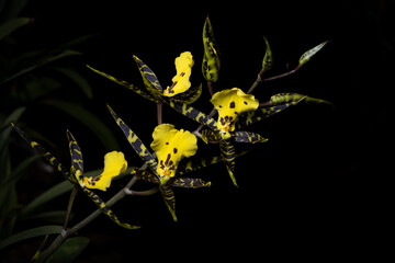 Orquídea oncidium 