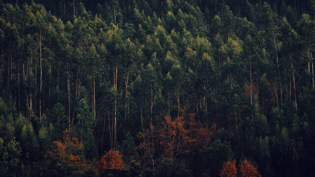 autumn in the mountains