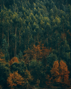 autumn in the mountains