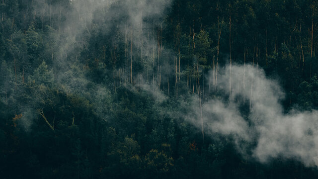 smoke blowing through thick trees